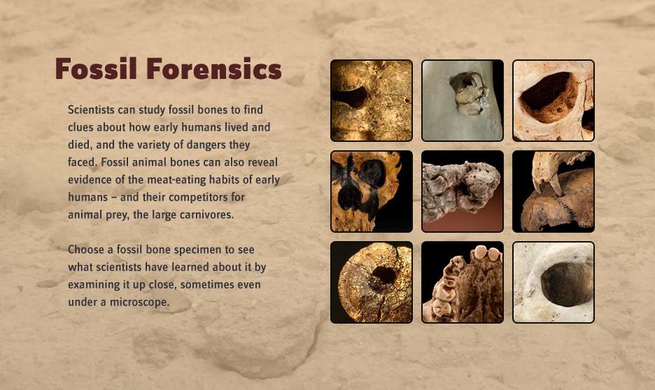 科学家可以研究follil骨头找到线索对于早期人类生活和死亡,和他们面临的各种危险。动物骨骼化石也可以揭示早期人类食肉习惯的证据——和他们的竞争对手动物猎物,大型食肉动物。选择一个化石骨骼标本,看看科学家们近距离的了解它通过检查,有时甚至在显微镜下。