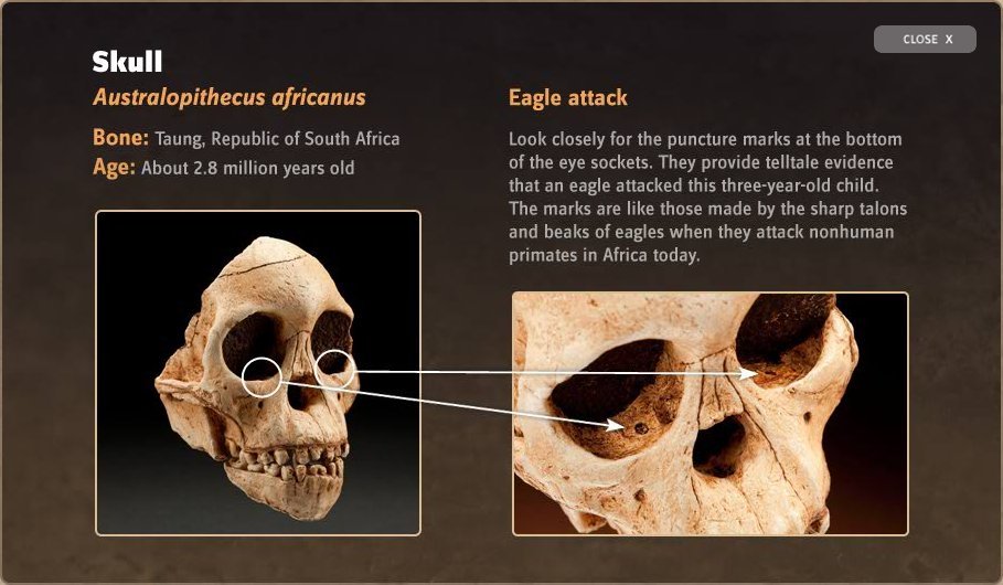 仔细观察穿刺是底部的眼窝。他们提供的证据表明,鹰攻击这个三岁的孩子。标志就像那些锋利的爪子和喙鹰的攻击非人灵长类动物在非洲。